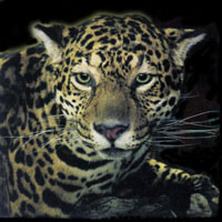 Jaguar life size mounted by Peters' Taxidermy Graham, WA